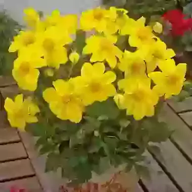 Mignon Yellow Sneezy